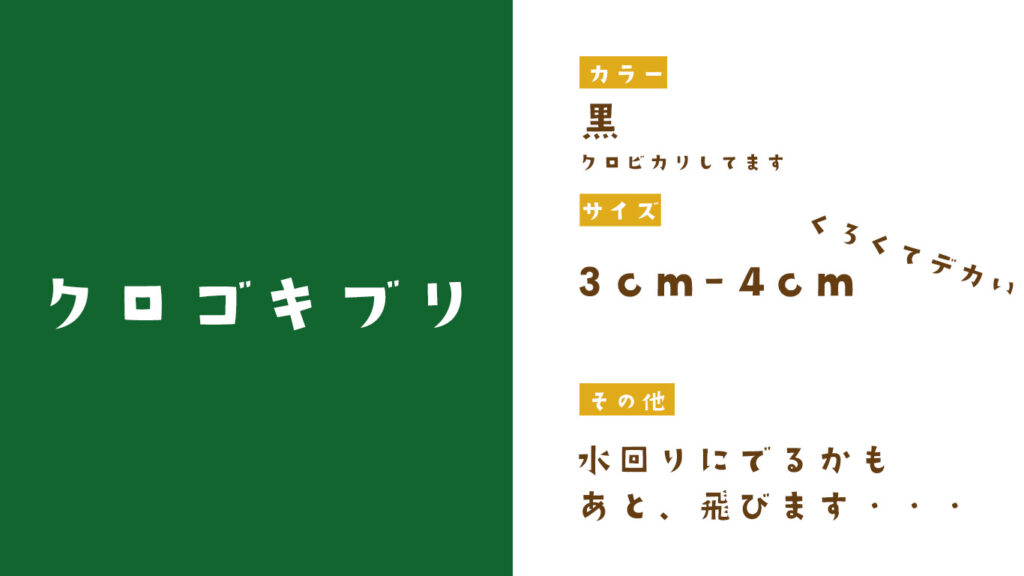 クロゴキブリの特徴