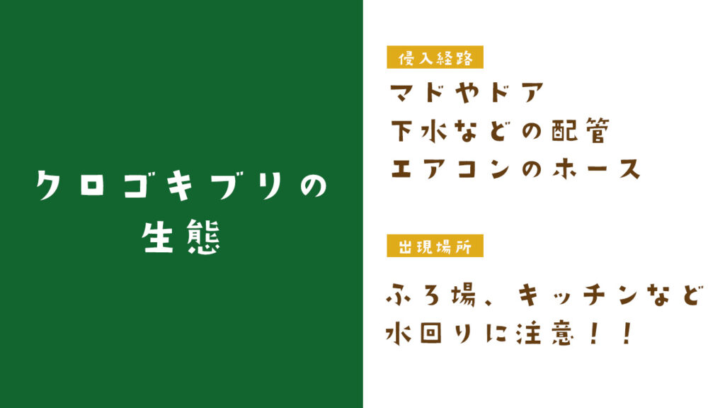 クロゴキブリの生態、水回りに注意
