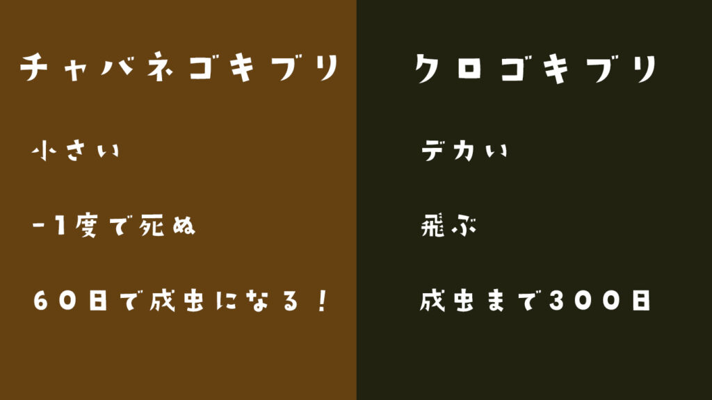 チャバネゴキブリとクロゴキブリの比較