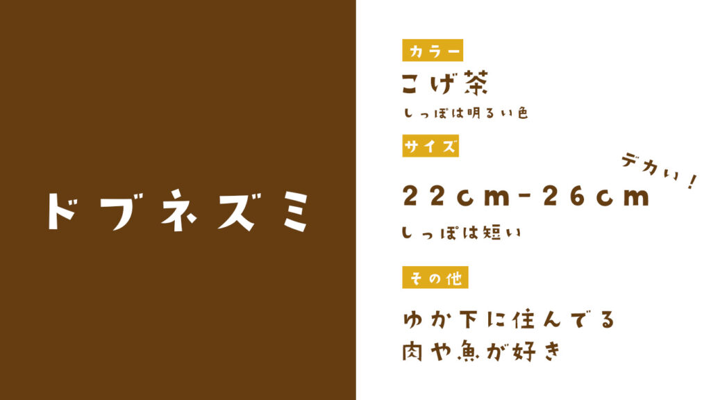 ドブネズミの特徴