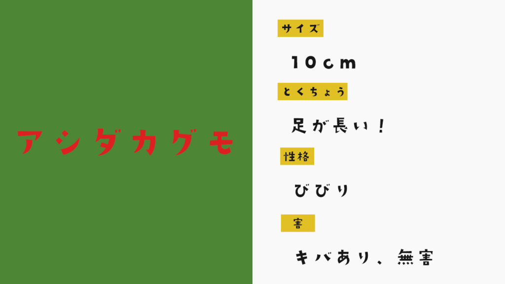 ゴキブリの天敵アシダカグモの特徴