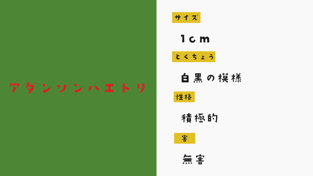 小さいけど強いアダンソンハエトリ